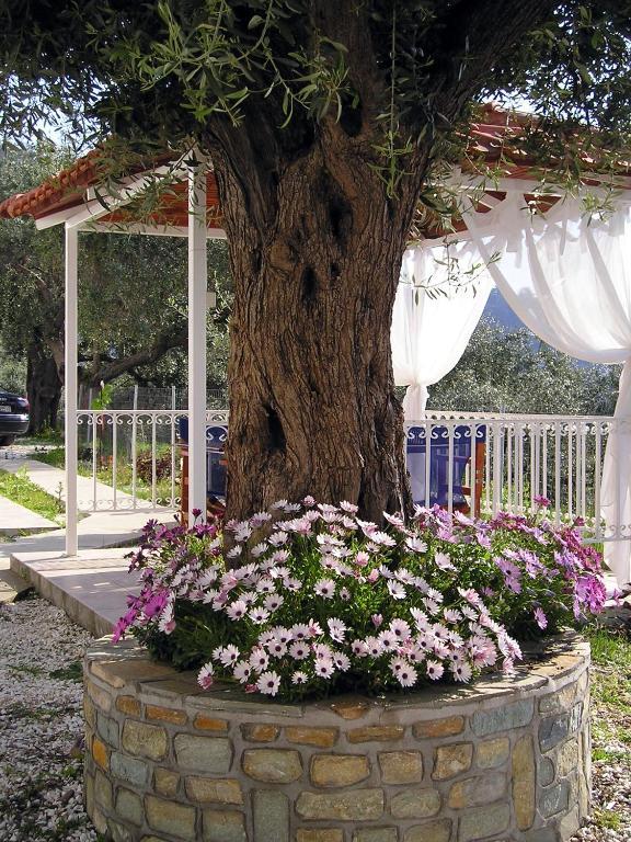 Golden Beach Inn Chrisi Ammoudia Rum bild